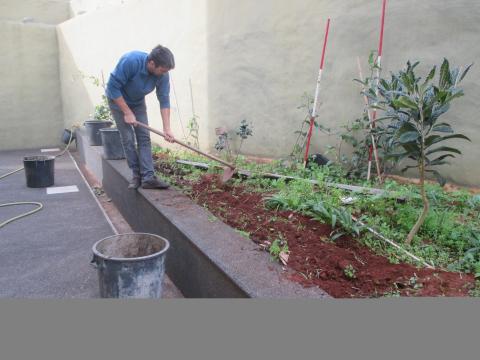 Preparação da terra para a plantação dos morangueiros.